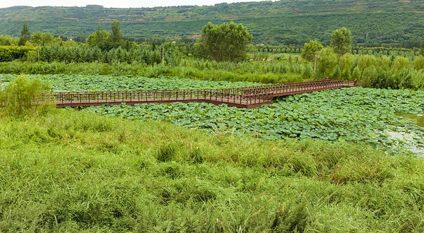 百里画廊千亩荷塘