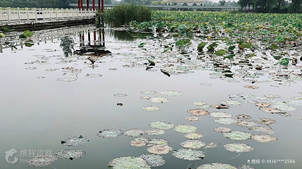 洛阳灵山莲花公园第 2 张图片
