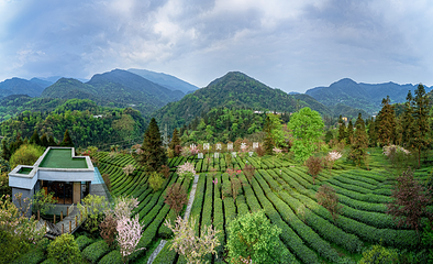 峨眉雪芽有机茶基地第 8 张图片