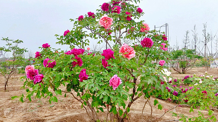 菏泽牡丹园第 2 张图片