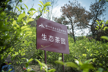 潮州凤凰单丛茶博物馆第 30 张图片