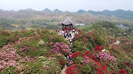 百里杜鹃风景区第 38 张图片