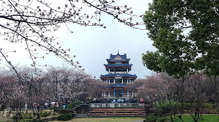 太湖鼋头渚风景区-赏樱楼第 3 张图片
