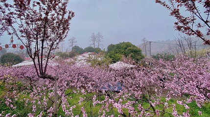 龙泉桃花沟第 1 张图片