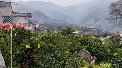 奉节脐橙优质生态基地第 1 张图片