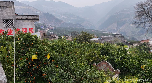 奉节脐橙优质生态基地