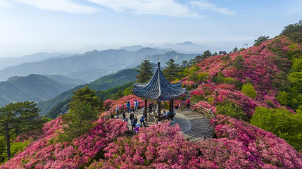 龟峰山景区-杜鹃花海第 1 张图片