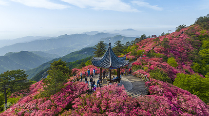 龟峰山景区-杜鹃花海第 2 张图片