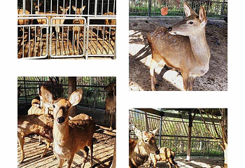 阆中熊猫乐园第 36 张图片