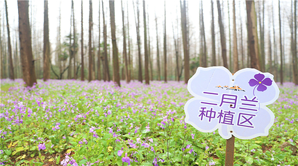 东平国家森林公园第 41 张图片