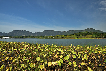 龙泉湖湿地第 11 张图片