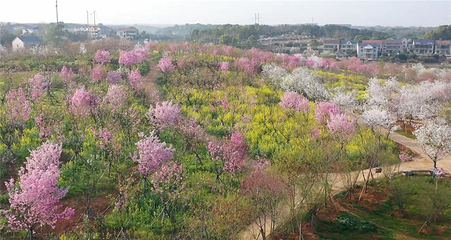 岳阳樱花园第 50 张图片