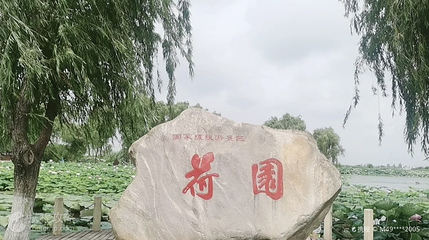 荷园第 3 张图片