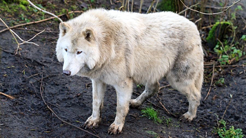 金石云顶野生动物园