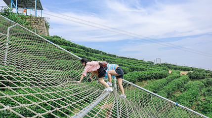 黑麋峰星空茶园第 8 张图片