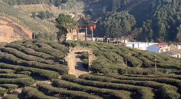 武夷山风景名胜区-御茶园