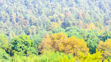 凤凰山国家森林公园