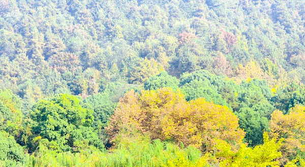 凤凰山国家森林公园