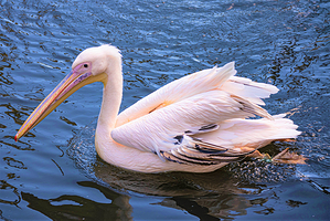 阿提斯皇家动物园