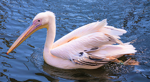 阿提斯皇家动物园