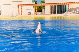 亚特兰蒂斯海洋世界迷你营