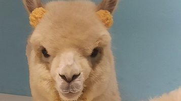 神兽·羊驼主题馆（梅溪湖步步高店）