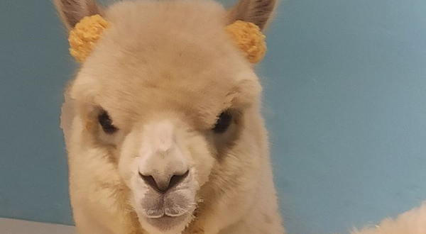 神兽·羊驼主题馆（梅溪湖步步高店）