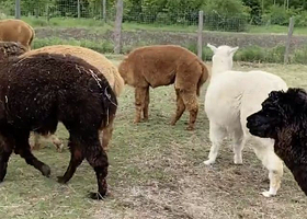 伊春缓岭羊驼牧场