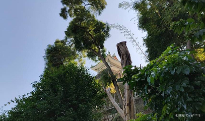 潮州金山古松第 1 张图片