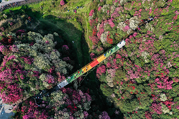 百里杜鹃风景区第 87 张图片