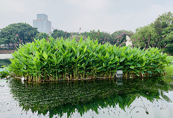 荔枝湾涌第 28 张图片