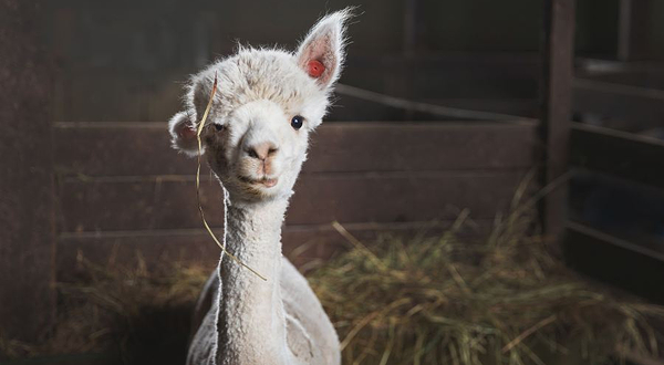 神兽羊驼馆（昆明旗舰店）