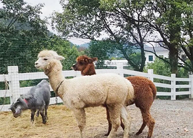 新沙岛萌宠乐园