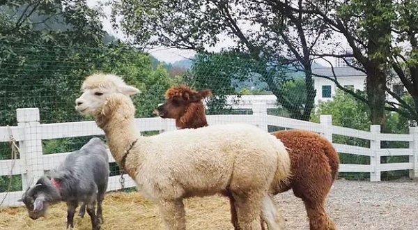 新沙岛萌宠乐园