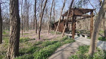 观鸟林森林公园