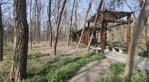 观鸟林森林公园