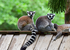 深圳野生动物园