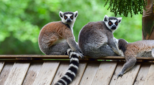 深圳野生动物园