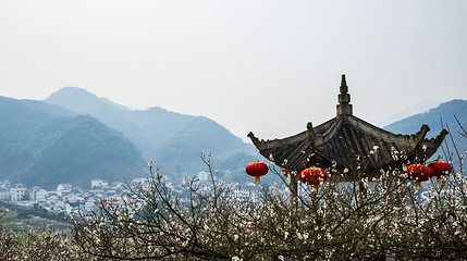香雪梅海第 1 张图片