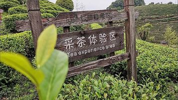 七仙峰有机茶园