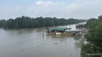 崖口红树林湿地