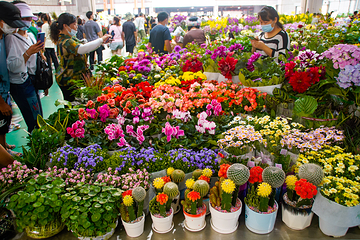昆明斗南花卉市场第 3 张图片