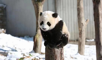 卧龙中华大熊猫苑神树坪基地第 15 张图片