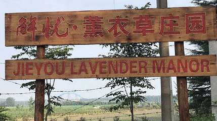 解忧故里薰衣草庄园第 1 张图片