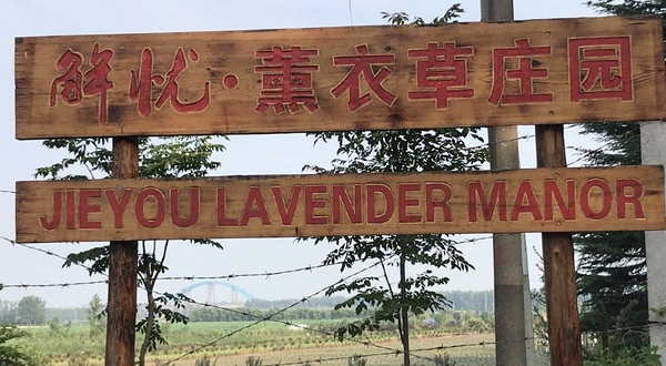 解忧故里薰衣草庄园