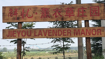 解忧故里薰衣草庄园第 2 张图片