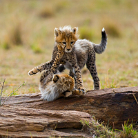 塞伦盖蒂国家公园