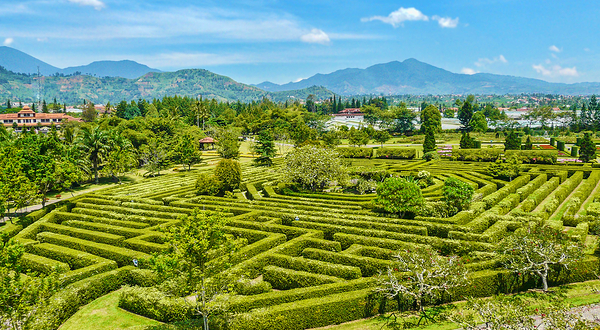 大木山茶园景区