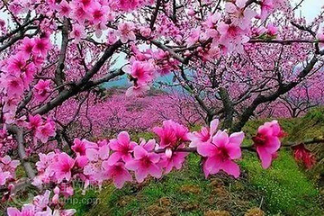 板桥·桃花源第 2 张图片