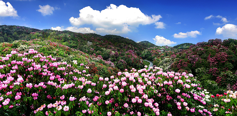 百里杜鹃风景区第 6 张图片